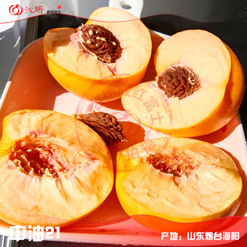 中油21号黄油桃 果肉金黄 实拍